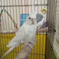 عروس هلندی
