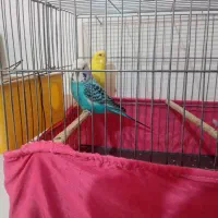 مرغ عشق دو رگ انگلیسی|پرنده|زرندیه, |دیوار