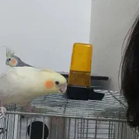 عروس هلندی گم