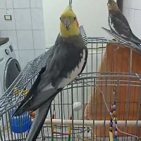 عروس هلندی یک جفت و دو تا جوجه هفت ماهه|پرنده|تهران, درکه|دیوار