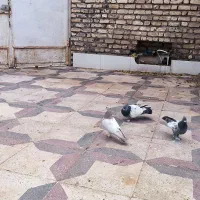 کبوتر سینه و دمی