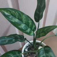 گل طبیعی آگلنوما بلک به همراه گلدان سرامیکی