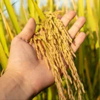 برنج طارم هاشمی اعلا از شالیزارهای شمال|خوردنی و آشامیدنی|رودهن, |دیوار