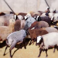 بره نر چاق|حیوانات مزرعه|آبگرم, |دیوار