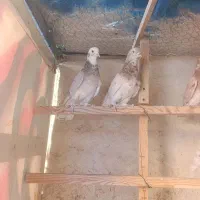 کفتر هما سرور