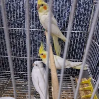 عروس هلندی لوتینو و البینو