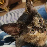 واگذاری گربه خانگی که جای دستشویی روهم یاد گرفته|گربه|مشهد, شهید قربانی|دیوار