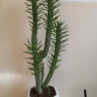 گل های خواستنی