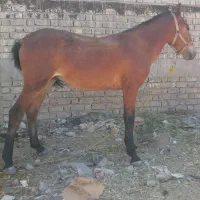 فروشی قاطر