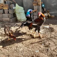 مرغ خروس لاری