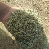 کاه ماش درجه یک