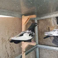 کفتر سینه سیاه|پرنده|شیراز, دشت چنار|دیوار