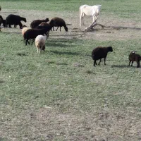 کارگر چوپان متعهد و سالم