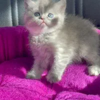 دنیای گربه های