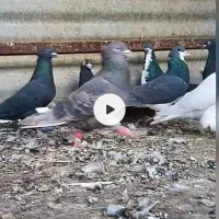دسته چهل عددی شهری بهبهانی|پرنده|شیراز, رحمت‌آباد|دیوار