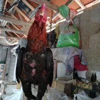 خروس لاری جوجه ۹ ماه|حیوانات مزرعه|رشت, حومه رشت|دیوار