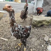 جوجه مرغ و خروس|حیوانات مزرعه|رشت, شهرک صبا|دیوار
