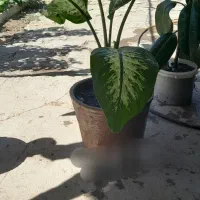 گل طبیعی|گل و گیاه طبیعی|چناران, |دیوار