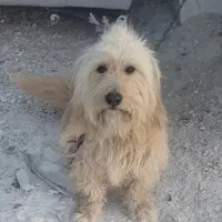 واگذاری سگ شیتزو