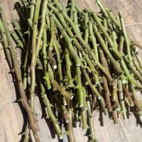 پیوندپسته|خدمات باغبانی و درختکاری|اصفهان, گورت|دیوار