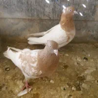 کله|پرنده|مشهد, هفده شهریور|دیوار
