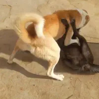 سگ گله|سگ|قیدار, |دیوار