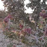 ۱۲ ساعت آب با۴هکتار زمین