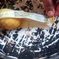 حلزون|خزنده|کرمان, |دیوار