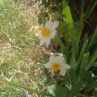 خانه ویلایی اجاره ای درسراب قلعه شاهین
