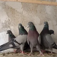 کبوتر سبز شمرونی