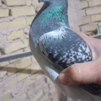 کفتر یا کبوتر|پرنده|سلامی, |دیوار