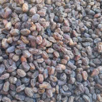 خرمای‌‌کبکاب‌پاک‌کرده‌‌بسته‌بندی‌روستای‌طلحه‌|خوردنی و آشامیدنی|بوشهر, |دیوار