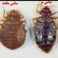 سمپاشی ساس سم پاشی سوسک بومهن پردیس تهران وحومه