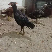 جوجه مرغ و خروس لاری  دوماه نیم اصیل|حیوانات مزرعه|فومن, |دیوار