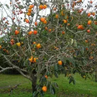 خرمالو سر درخت شما را خریداریم