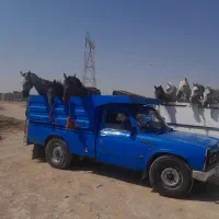 خرید وفروش اسب مادیون  پالونی وجنس دار|اسب و تجهیزات اسبسواری|جونقان, |دیوار