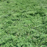 بذر یونجه  درجه یک