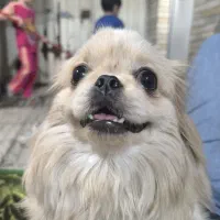 سگ امپریال پیکینز|سگ|اصفهان, کوی امیریه|دیوار