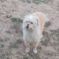 فروش سگ پاکوتا