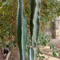 کاکتوس