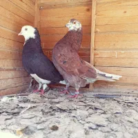 ی کفتر سبز پلاکی جوجه گرفتم