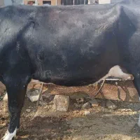 یک راس تلیسه شکم اول بارزانه 30 کیلو شیر