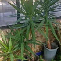 گل اپارتمانی|گل و گیاه طبیعی|مشکین‌دشت, |دیوار