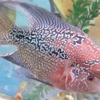 فلاور کامفا پرل خاص