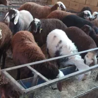 بره ماده 10رس فروشی