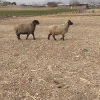 میش|حیوانات مزرعه|پاسارگاد, |دیوار