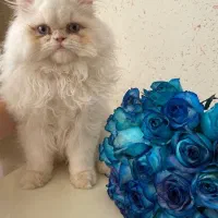 گربه پرشین ۱۰ماهه نر