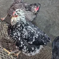 تخم مرغ گلین نطفه دار عشایری|حیوانات مزرعه|خمینیشهر, |دیوار