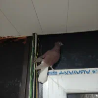 کبوتر مفت|پرنده|یاسوج, |دیوار