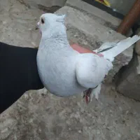 فروشی